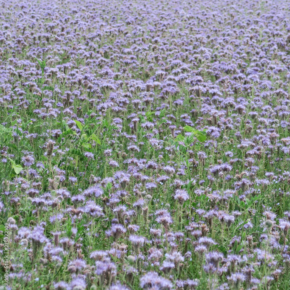Phacelia, a crop plant cultivated as a pasture and founding in Germany blooms in the field in summer purple