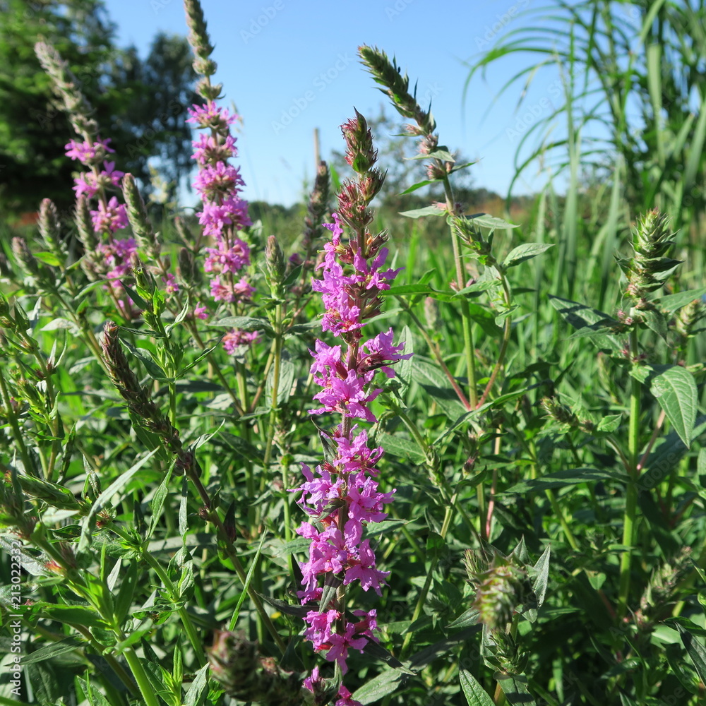 Lythrum salicaria, bloodwort growing on wet swampy spots, an ancient medicinal plant Lythrum salicaria, bloodwort growing on wet swampy spots, an ancient medicinal plant