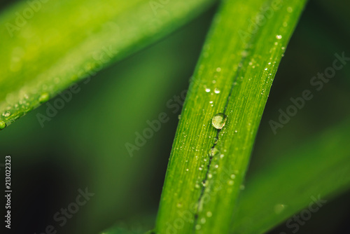 Natural vivid shiny green grass with dew drops close-up with copy space. Pure, pleasant, rich greenery with rain drops in macro. Background from green textured plants in rainy weather. Imperfect.
