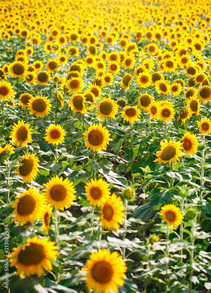 Beautiful field of sunflowers. Rural landscapes under bright sunlight. Background of ripening sunflower. Rich harvest. Beautiful field of sunflowers. Rural landscapes under bright sunlight. Background of ripening sunflower. Rich harvest.