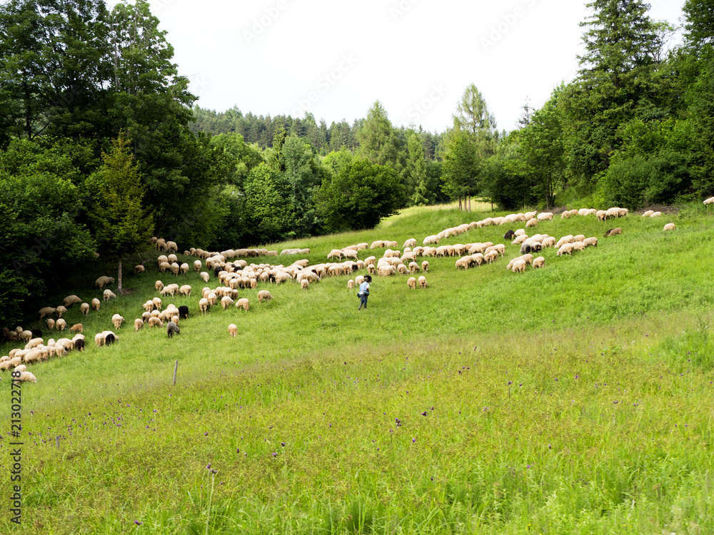 Tradycyjny wypas owiec na łąkach w Pieninach  Niskich