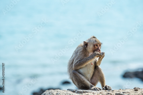 Monkey eating food background blue sea in Chonburi, Thailand , Long-tailed macaque also known as Crab-eating macaque © vissawes