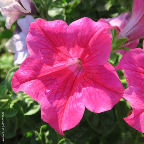 Petunia, colored flowering hanging plant in the summer garden