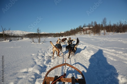 Dog sledding tour on a cold and chilly winter day at the mountains of Tromso © BAHADIRARAL