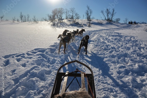 Dog sledding tour on a cold and chilly winter day at the mountains of Tromso