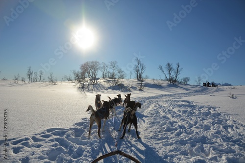 Dog sledding tour on a cold and chilly winter day at the mountains of Tromso