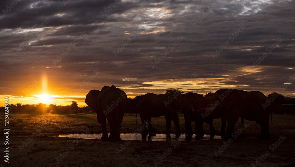 Fototapeta premium Elephant sundowner