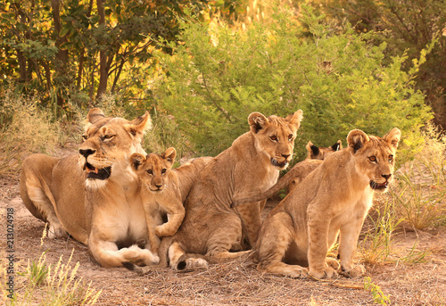 family pride - lion