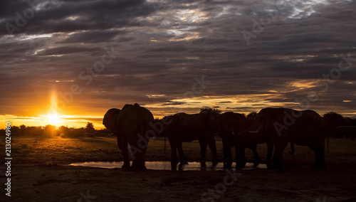 Elephant sundowner