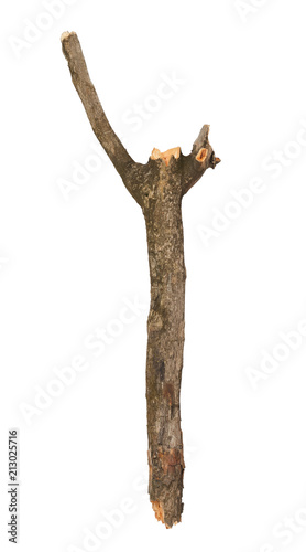 Tree stick isolated on white background