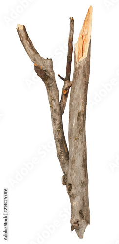 Broken tree stick isolated on white background
