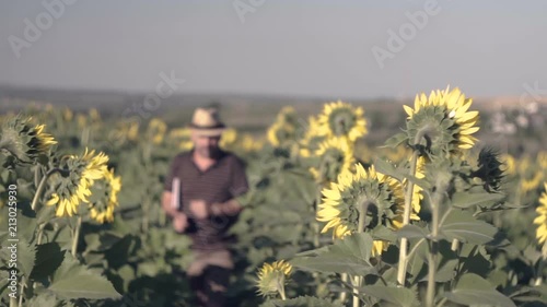 Satisfied farmer in a sunflowers field looking at sunflower seeds . The farmer makes notes in his book photo