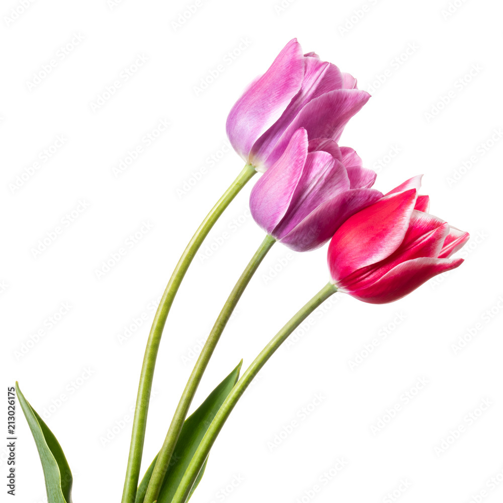 Beautiful pink and lilac tulip flower isolated on a white background Beautiful pink and lilac tulip flower isolated on a white background