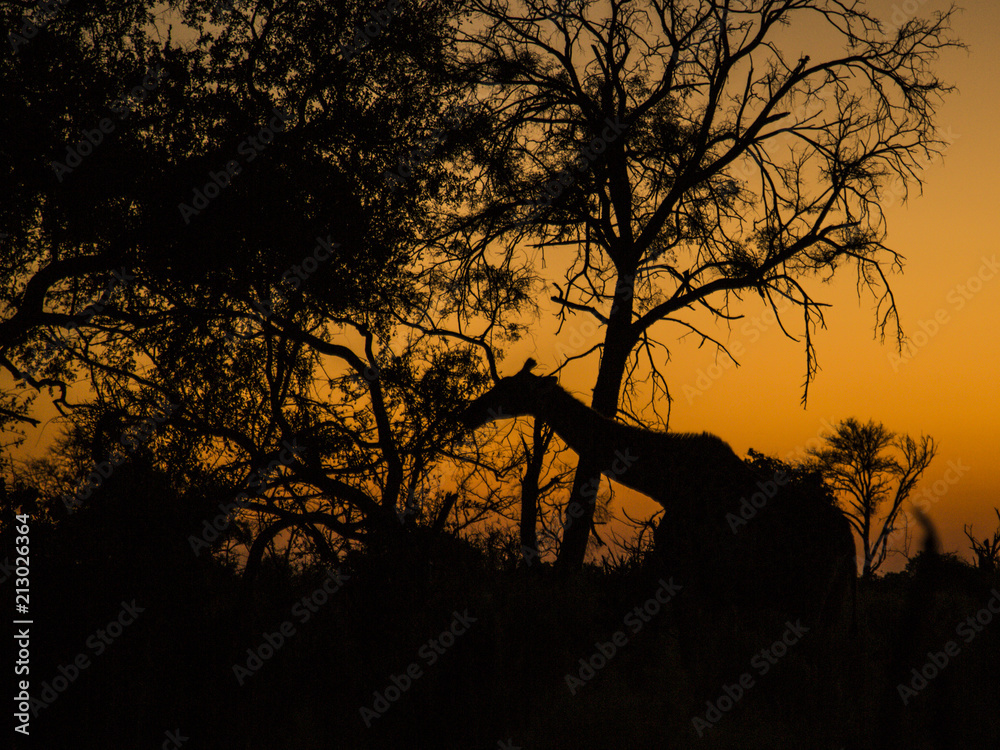 browsing giraffe at sunset
