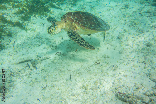 Turtle Indian Ocean Seychelles Sea photo