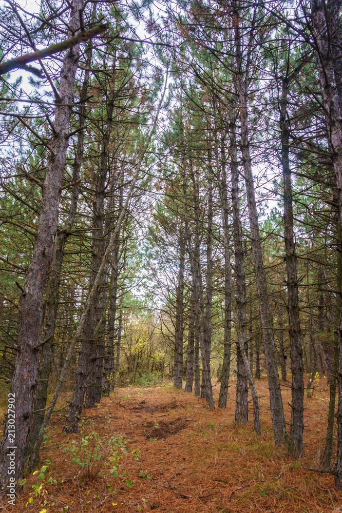 Fototapeta premium an empty forest with a high conifer trees