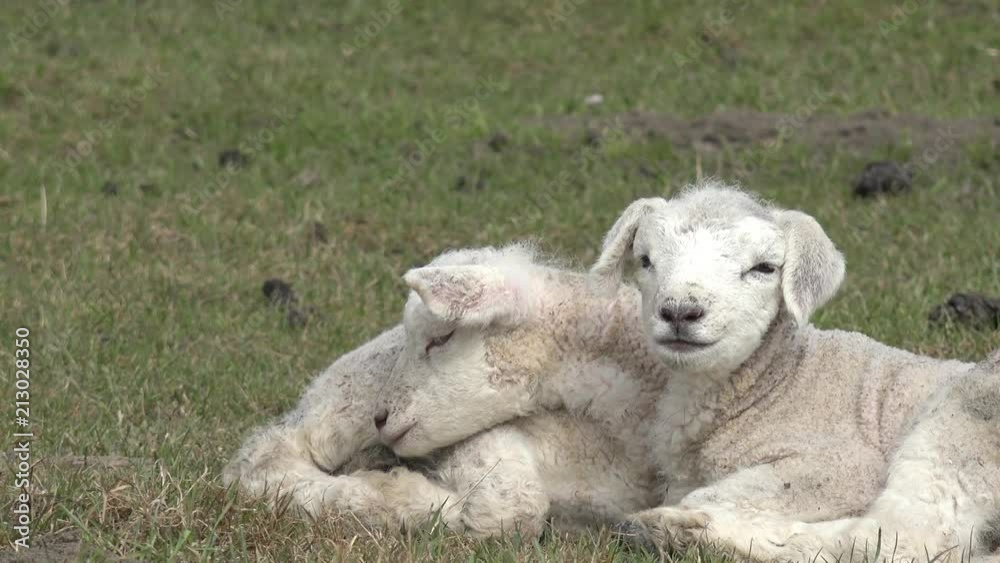 two white lambs lying on pasture two white lambs lying on pasture