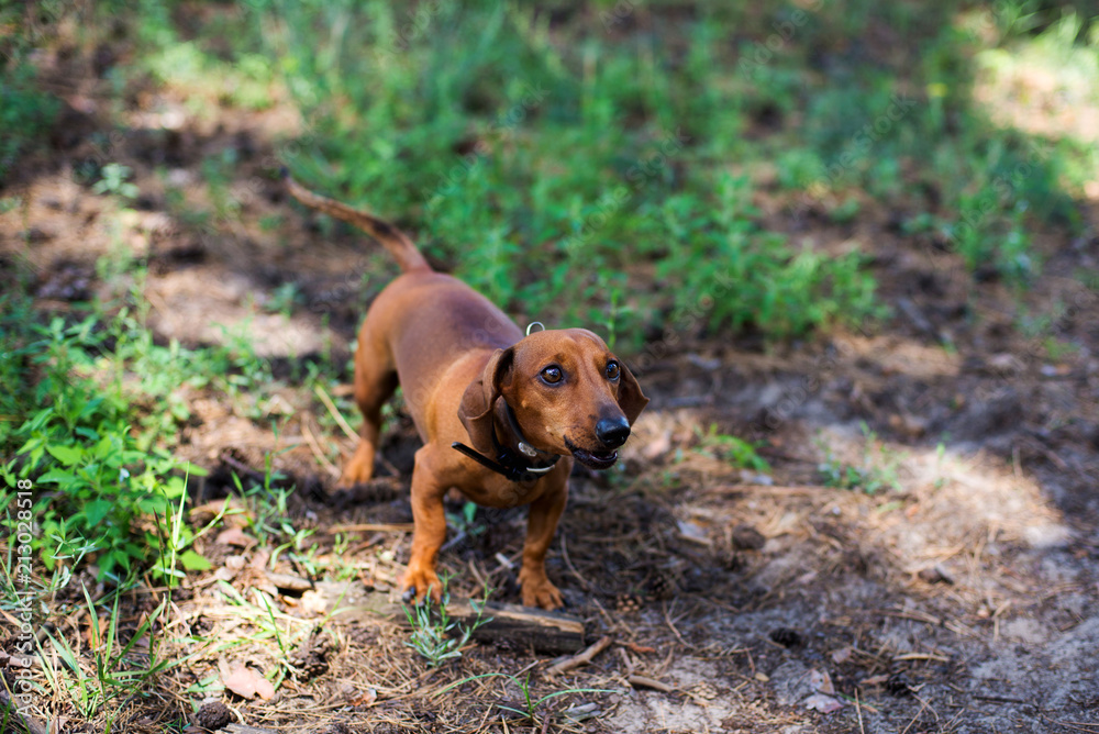 Dachshund is running in the park with toy