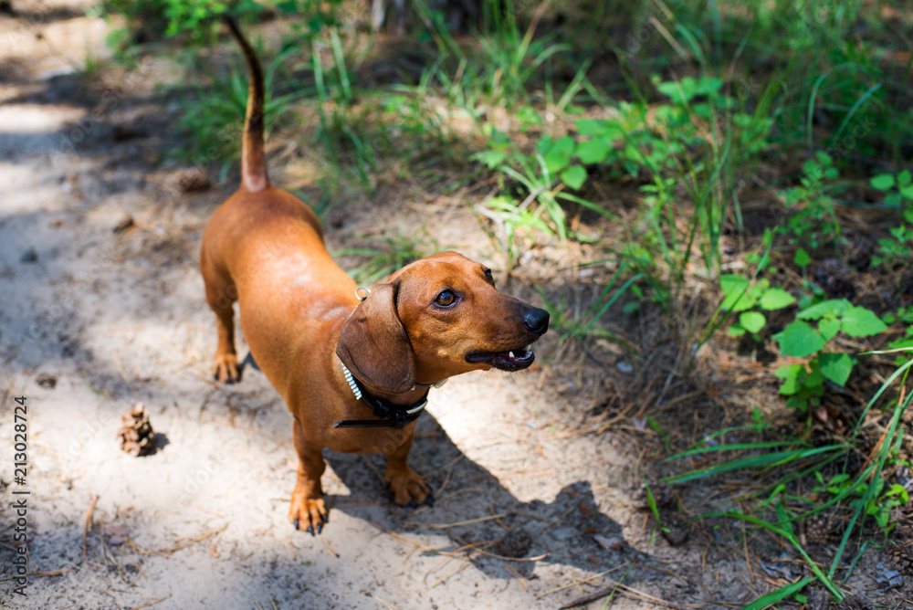 Beautiful little portrait of a dog in the forest Beautiful little portrait of a dog in the forest