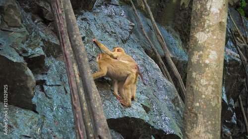 A monkey on a rock rock drinks water in a tropical forest.