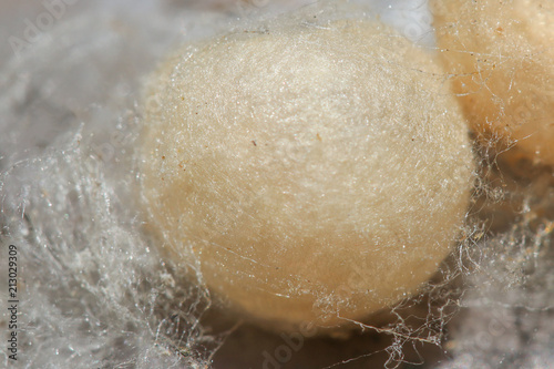 a redback spider egg sac in silken web