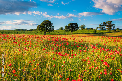 Sunlit Poppy Field / A poppy field full of red poppies in summer near Corbridge in Northumberland photo