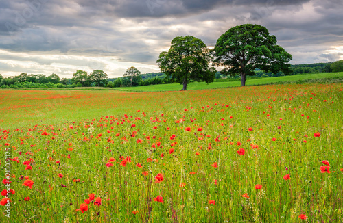 Poppy Field Meadow / A poppy field full of red poppies in summer near Corbridge in Northumberland photo