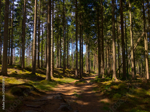 Beautiful forest in Söderåsen National Park in South Sweden, partially shaded during summer