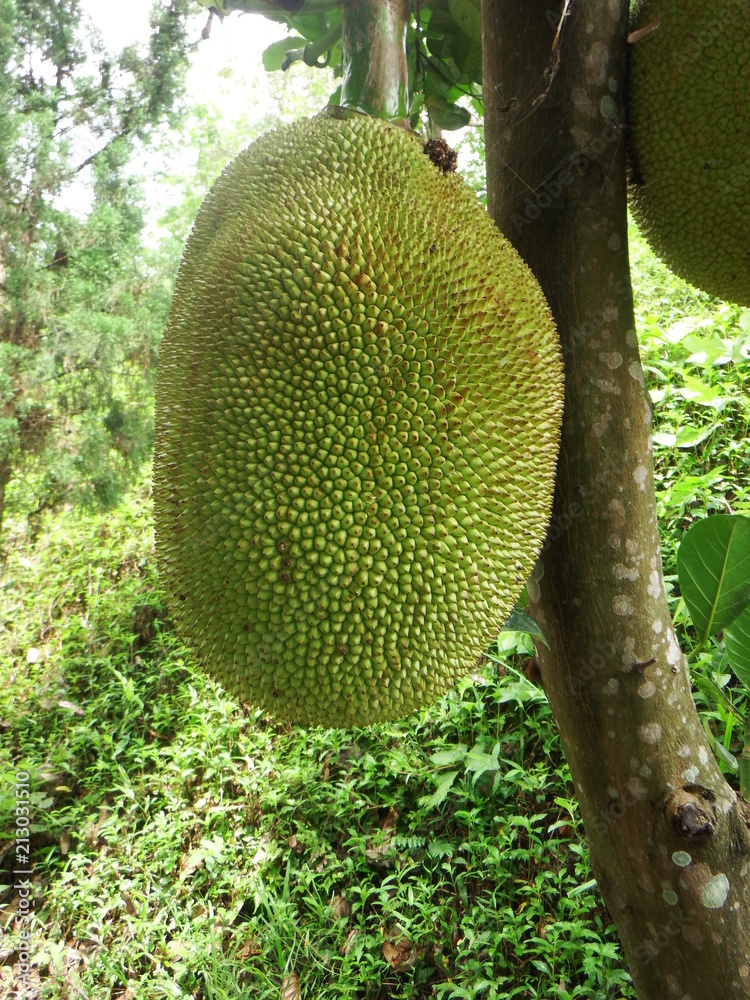 The fruit is jackfruit, or eve, or Indian breadfruit. Mulberry, a close relative of the breadfruit tree. The fruit is jackfruit, or eve, or Indian breadfruit. Mulberry, a close relative of the breadfruit tree.
