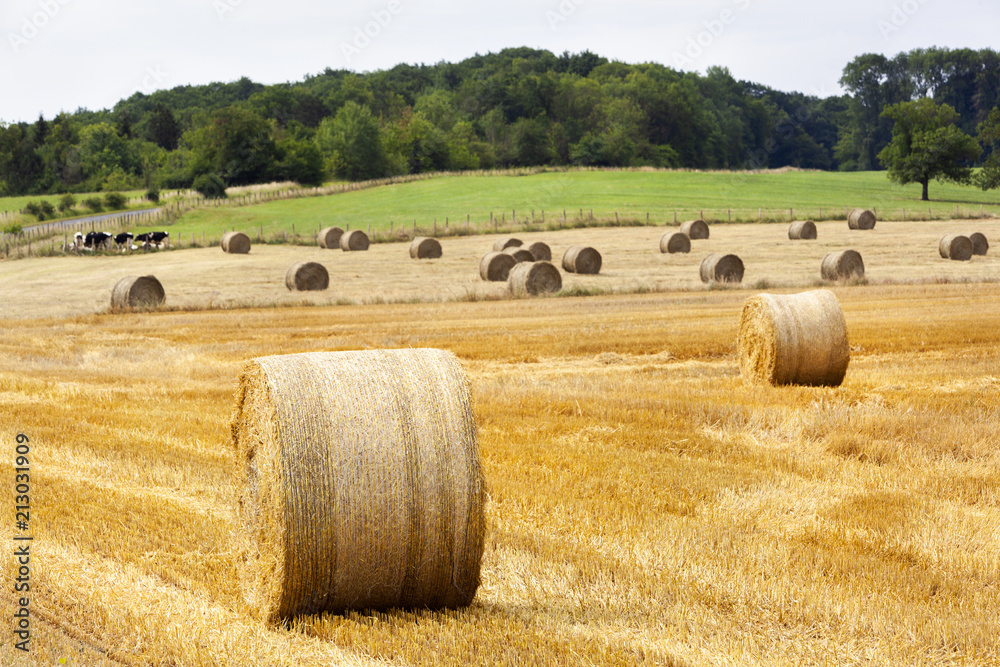 Fototapeta premium Golden rolls of hay in the fields