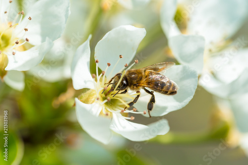 Bee on a flower of the white  blossoms. A Honey Bee collecting pollen © fotofabrika