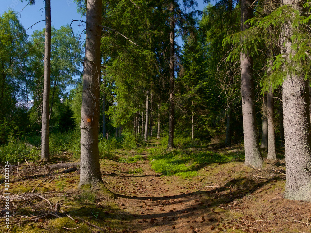 Hiking dirt trail in south of Sweden Hiking dirt trail in south of Sweden