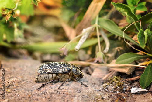 esp  ce de gros insectes