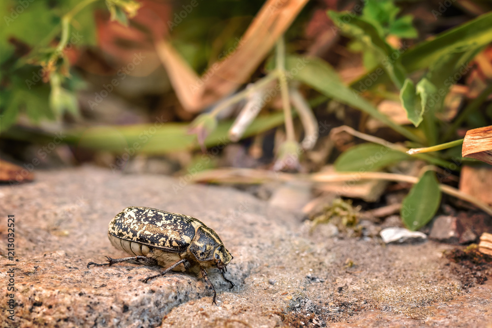 Obraz premium espèce de gros insectes