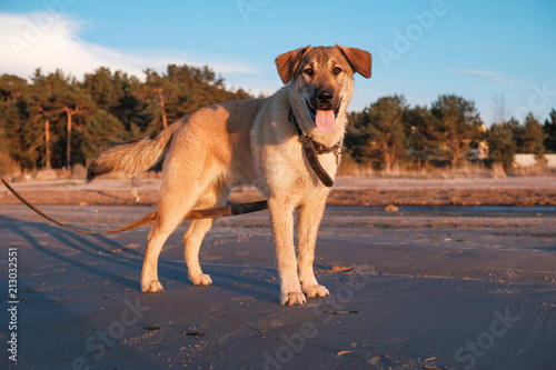 funny pictures of puppy Golden Retriever at sunset on the sea