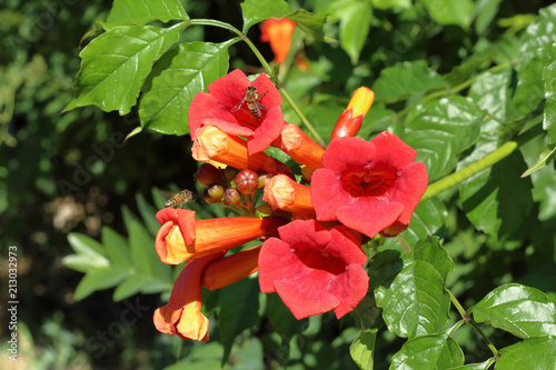 flowers and the bees