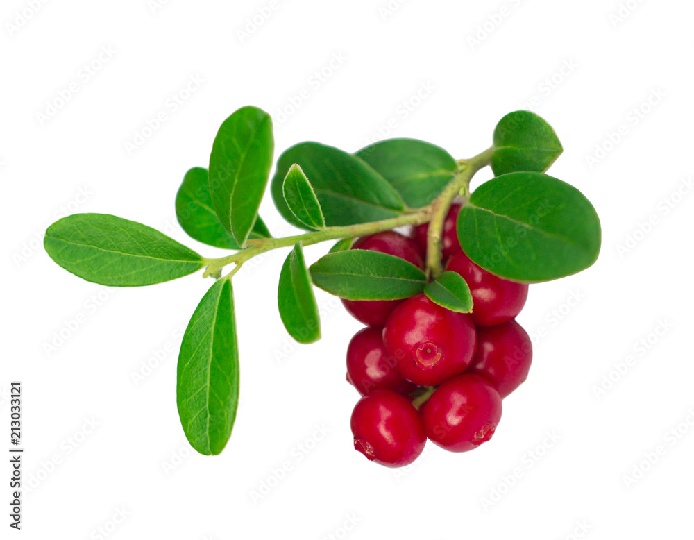 ripe and fresh cowberries or cranberries with leaves isolated on white background 