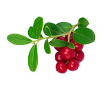 ripe and fresh cowberries or cranberries with leaves isolated on white background 