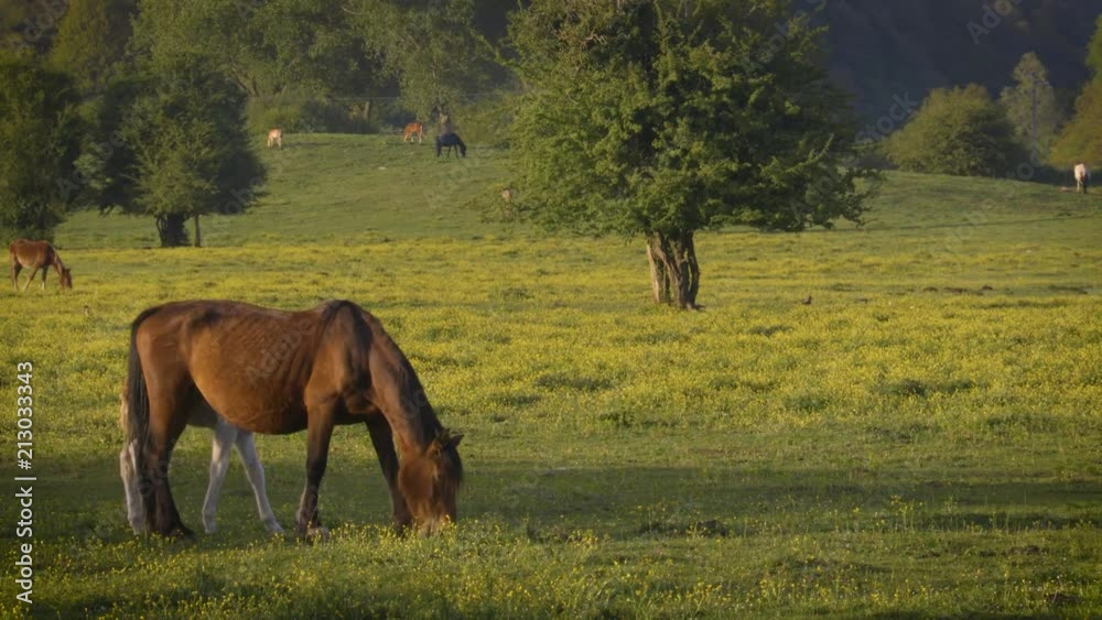 Horses on a field Horses on a field