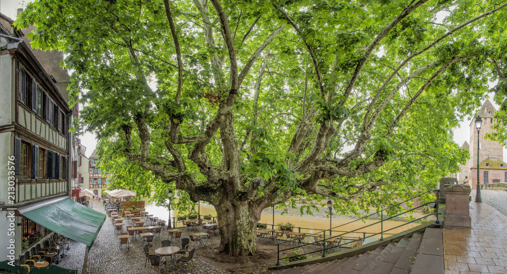 Strassburg Elsass Panorama Platane