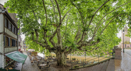 Strassburg Elsass Panorama Platane