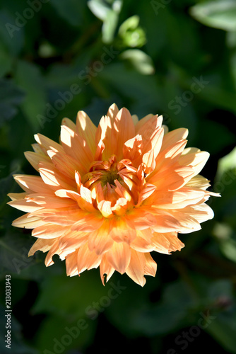 Fototapeta Naklejka Na Ścianę i Meble -  dahlia at garden full sun