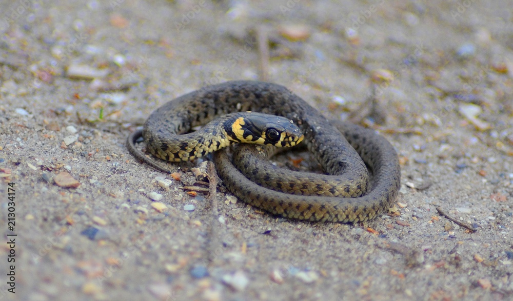 snake snake