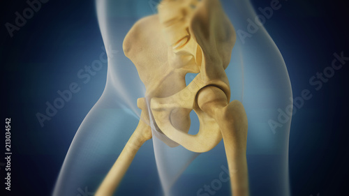 Human skeleton pelvic area visualization. Left side.