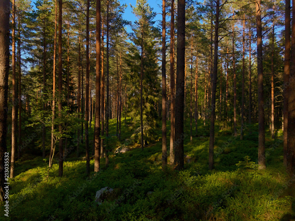Light shadows ine forest with grounds covered with bushes dduring sunset. Summer trek in Sweden.