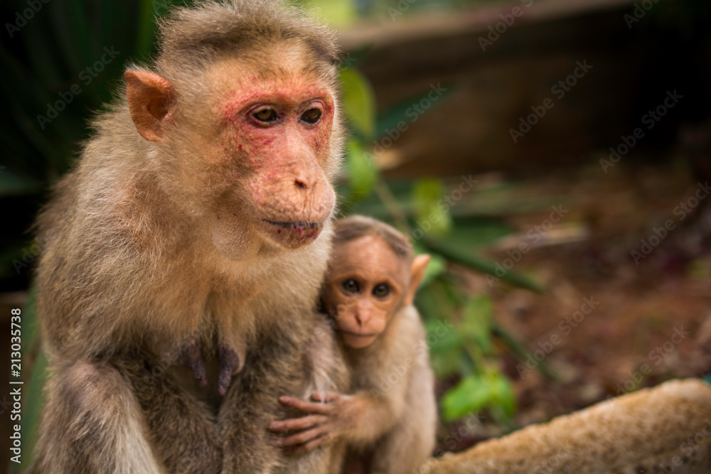 Fototapeta premium Mother monkey with the baby