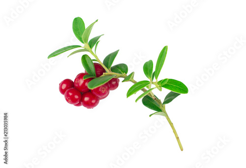 ripe and fresh cowberries or cranberries with leaves isolated on white background 