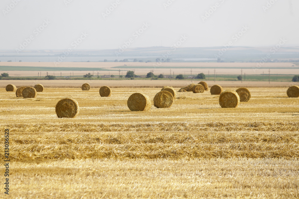 Wheat ballots on a farmer’s field