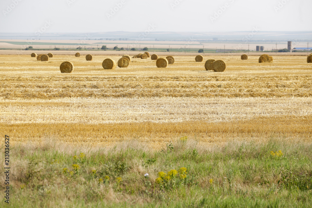 Wheat ballots on a farmer’s field