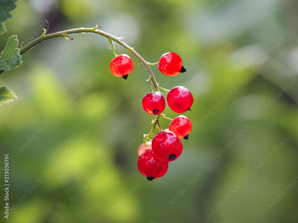 Red currant. Berries ripe on a branch